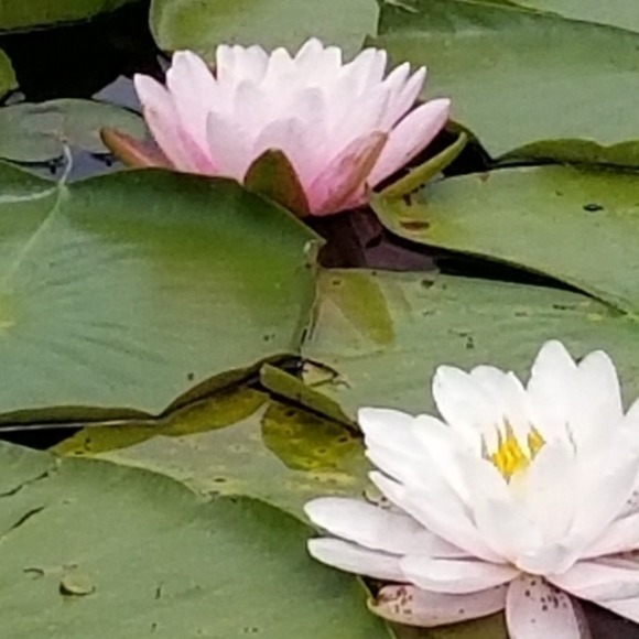 Profile Picture of Christine Haraschak (@chrissyhara) on Poshmark