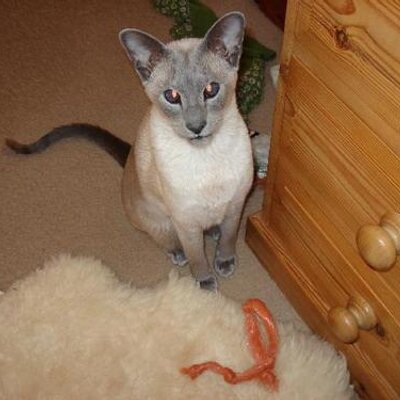 Profile Picture of Rachel Hahn (@IRH62) on Twitter