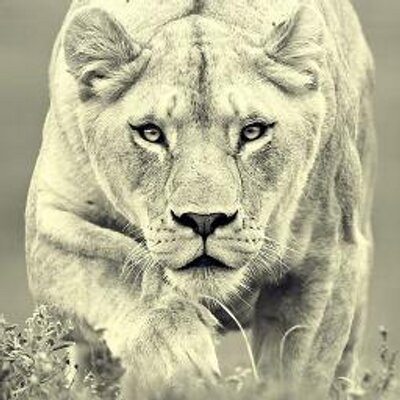 Profile Picture of Antonella Ramos (@SabinaSpielrei) on Twitter