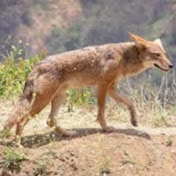 Profile Picture of Chase Bingham (@chasebingham8617) on Youtube