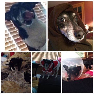 Profile Picture of JennaGames (@J_Anne_Halla) on Twitter