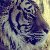 Profile Picture of Cool Lori Luis El Pro (@coolloriluiselpro872) on Youtube