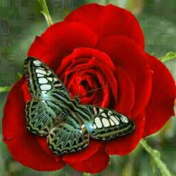 Profile Picture of Yudy lopez Yudy lopez (@yudy12339) on Poshmark