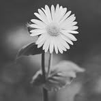 Profile Picture of Tony Kumar (@tony2846) on Facebook