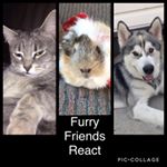 Profile Picture of Libby,Kavik&Nibbles (@furryfriendsreact) on Instagram