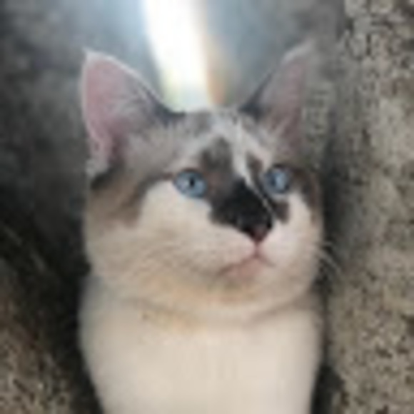 Profile Picture of Shawn Gonzalez (@kingshawn7695) on Poshmark