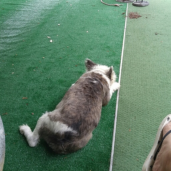 Profile Picture of Mindy Tungate (@mommma1) on Poshmark