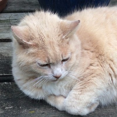 Michelangelo Ehle - Twitter Profile Picture of Michelangelo Ehle (@000_Michael_000) on Twitter