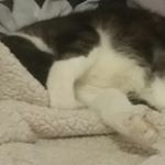 Profile Picture of nathan shiet (@nathan_shier_) on Instagram