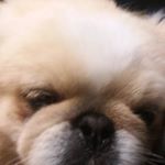 Profile Picture of Ian Arnold (@iangmarnoldzeasian) on Instagram