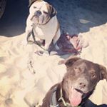 Profile Picture of Foster & Hank (@foster_gene_thechocolatelab) on Instagram