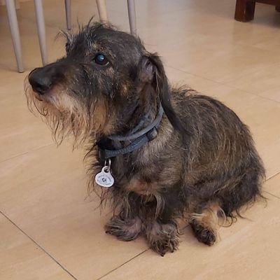 Profile Picture of Luis Sámano (@Luis_Samano) on Twitter