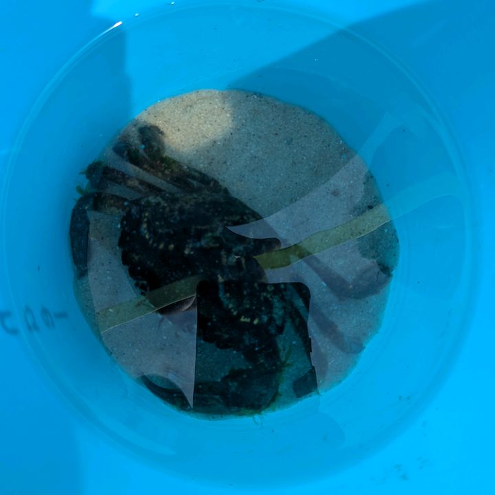 Profile Picture of Todd Hamelin468 (@pitfiddler) on Tiktok