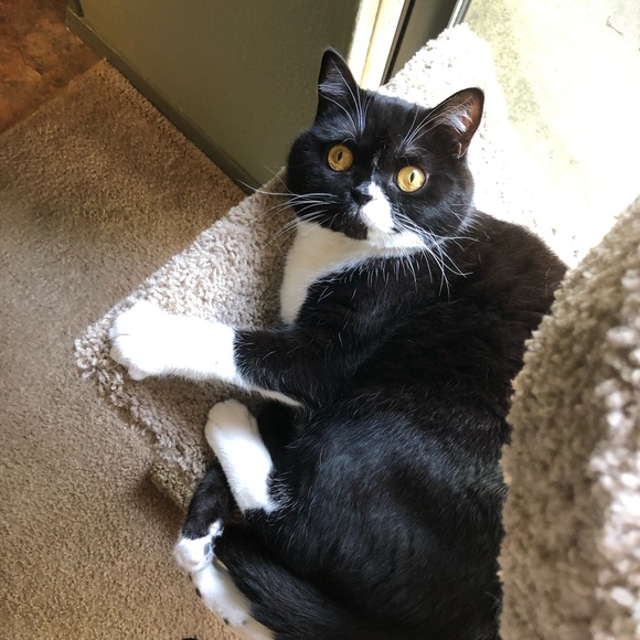 Profile Picture of Lucy Sommerdorf (@lucyrn523) on Poshmark