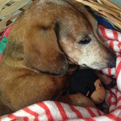 Profile Picture of David Nielsen (@gnomeuser) on Twitter