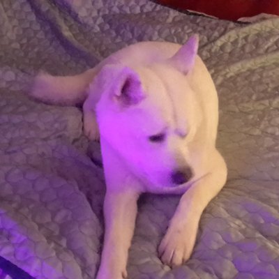 Profile Picture of Sean Hanna (@Seanhanna40000) on Twitter