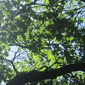 Profile Picture of Bella Daniel (@Bubblegumizzy) on Youtube