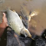 Profile Picture of Blas Albino Jr. (@blasalbinojr) on Facebook