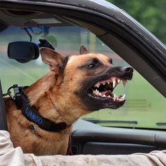 Profile Picture of Ervin Moore725 (@k9corpsofconway) on Tiktok