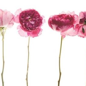 Profile Picture of Ghada Bakr (@gh_bakr) on Twitter