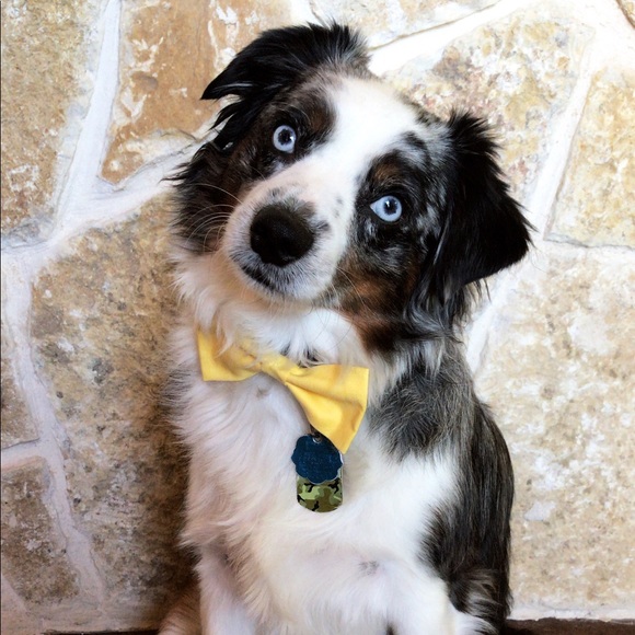 Profile Picture of Danielle Whitlock (@whitlockmarie) on Poshmark