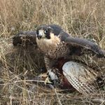Profile Picture of Brad Wood (@northwoods_falcon_ranch) on Instagram