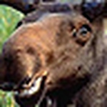 Profile Picture of Kevin Moose (@clockworkorangejuice) on Flickr