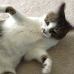 Profile Picture of Scout Hoskovec (@scout_the_kitty) on Instagram