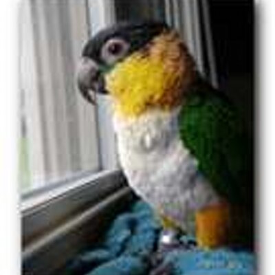 Profile Picture of Melissa DeGennaro (@lisa_fly) on Twitter