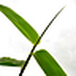 Profile Picture of Ocimum_nate (@ocimum_nate) on Flickr