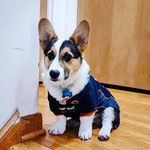 Profile Picture of Robin Brady (@robin_da_boy_corgi) on Instagram
