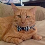 Profile Picture of Lance the Ginger Cat (@lancethegingercat) on Instagram