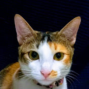 Profile Picture of Patrick Lutz (@patricklutz785) on Youtube