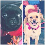 Romeo And Mckenzie - Instagram Profile Picture of Romeo And Mckenzie (@romeoandmckenzie) on Instagram
