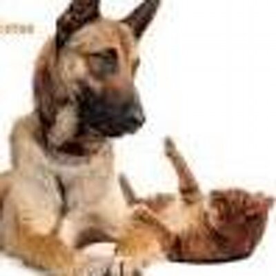 Profile Picture of David Esposito (@espositodavid1) on Twitter