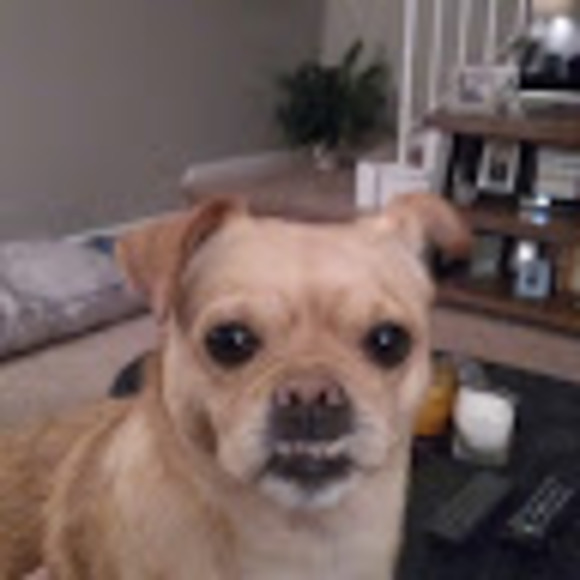 Profile Picture of Danielle Bolduc (@dulcevida4505) on Poshmark