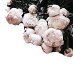 Profile Picture of Rebecca Dunn (@vineandwhite) on Instagram