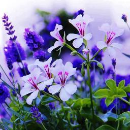 Profile Picture of Jeanette Moody (@jeanettemoodyo1) on Twitter