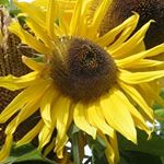 Profile Picture of Sheilagh McIvor (@sheilaghmcivor) on Instagram