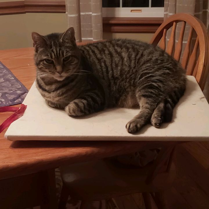 Profile Picture of Todd Hamlin95 (@warmetal94) on Tiktok