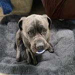 Profile Picture of Dani Evans (@danievanspetcare) on Instagram