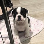 Profile Picture of George Chalmers (@roman_the_french_bulldog) on Instagram