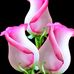 Profile Picture of Susan Brady (@Susan-Brady) on Facebook