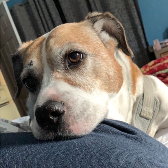 Profile Picture of Sydney Labone (@sydneylabone) on Poshmark