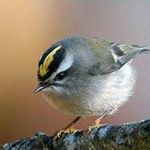 Alice Rolls - Instagram Profile Picture of Alice Rolls (@alicelrolls) on Instagram