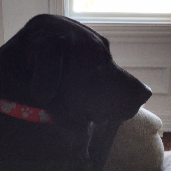 Profile Picture of Kim Dornink (@iast881) on Poshmark