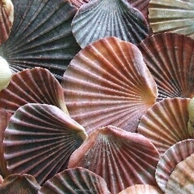 Profile Picture of Chris Greenawalt (@christesg) on Twitter