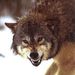 Profile Picture of Aaron Brazier (@lonewolfdta) on Pinterest