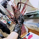 Profile Picture of 陳沛海鮮批發 (@seafood_chan_pui) on Instagram