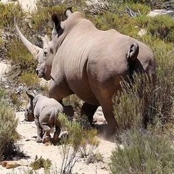 Profile Picture of Gerhard Prinsloo (@GerhardPrins01) on Twitter